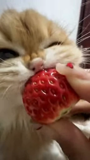 😋 Стикер «Looonly cats» для Telegram