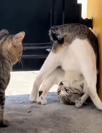 🤩 Стикер «Looonly cats» для Telegram