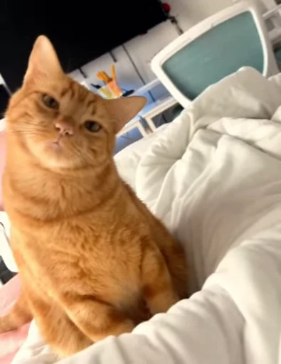 🤓 Стикер «Looonly cats» для Telegram