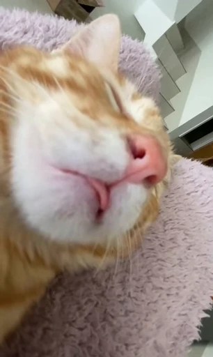 😴 Стикер «Looonly cats» для Telegram