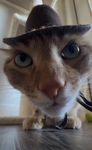 🤠 Стикер «Looonly cats» для Telegram