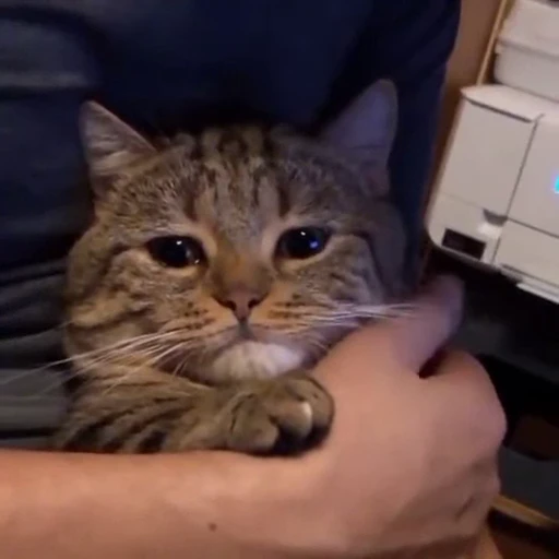 😖 Стикер «Looonly cats» для Telegram