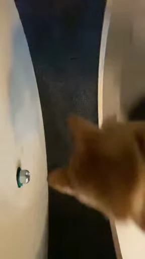 😵 Стикер «Looonly cats» для Telegram