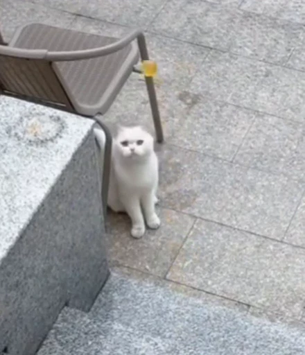 🤕 Стикер «Looonly cats» для Telegram