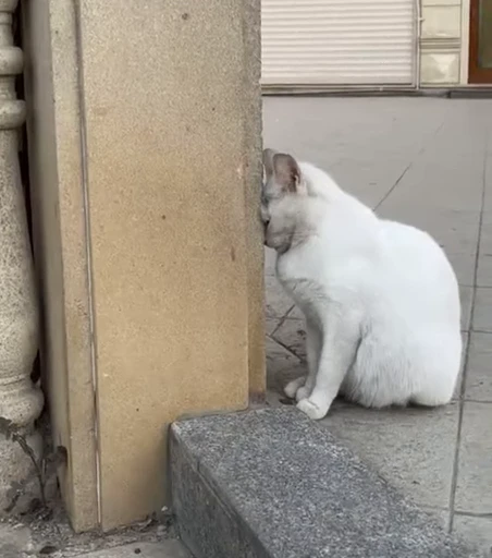 😔 Стикер «Looonly cats» для Telegram