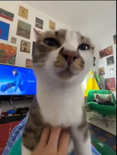 🤩 Стикер «Looonly cats» для Telegram