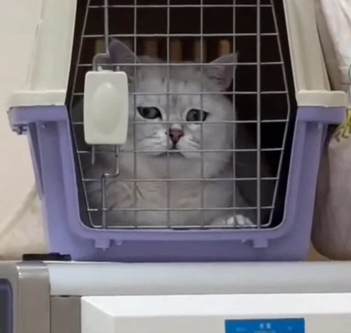 😞 Стикер «Looonly cats» для Telegram