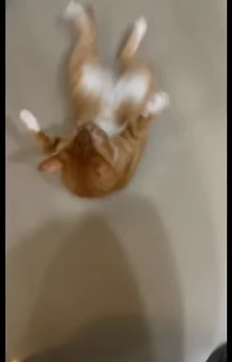 🤩 Стикер «Looonly cats» для Telegram
