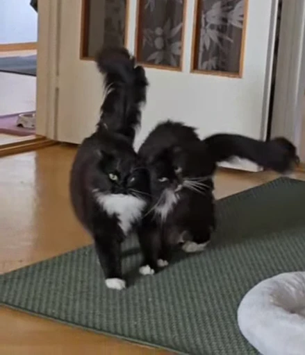 🥰 Стикер «Looonly cats» для Telegram