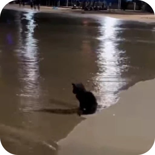 😞 Стикер «Looonly cats» для Telegram