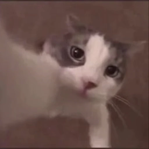 🥳 Стикер «Cats memes» для Telegram