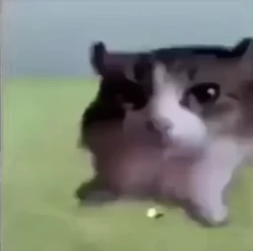 😶 Стикер «Cats memes» для Telegram