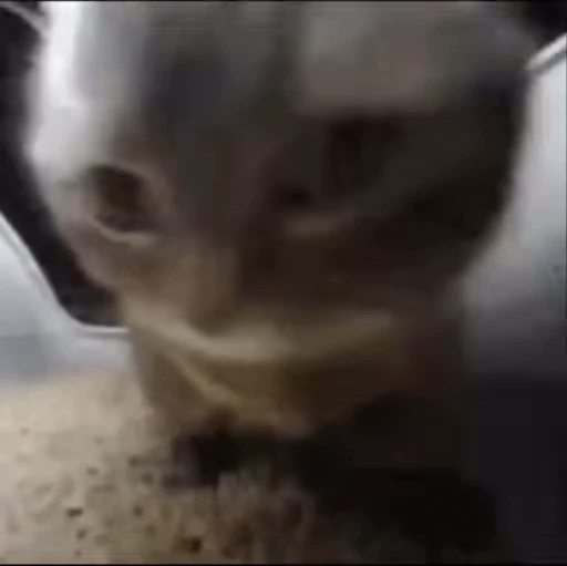 🫠 Стикер «Cats memes» для Telegram