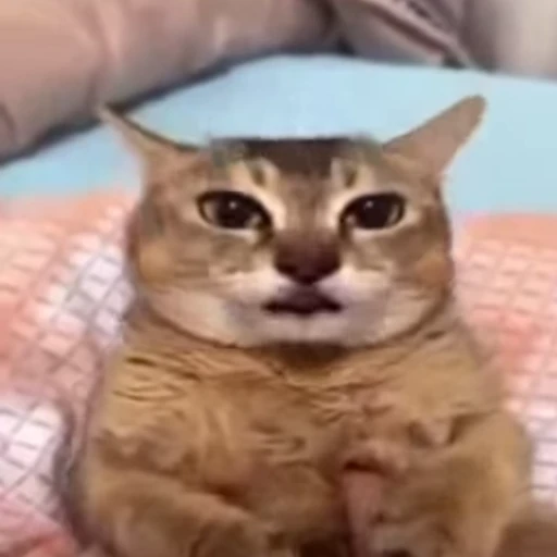 🤬 Стикер «Cats memes» для Telegram
