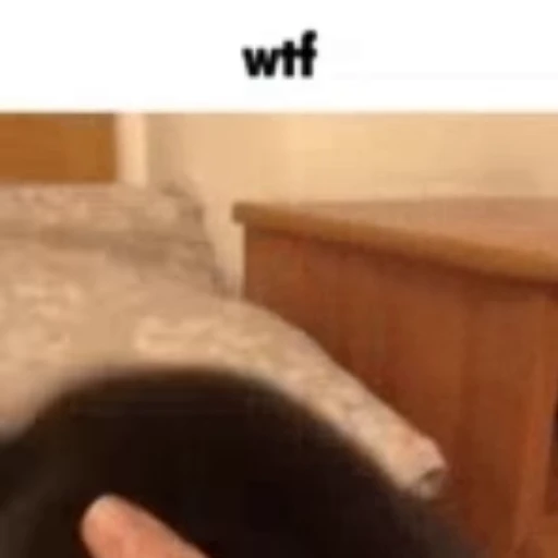 😳 Стикер «Cats memes» для Telegram
