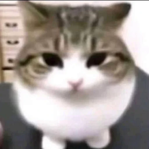 😳 Стикер «Cats memes» для Telegram