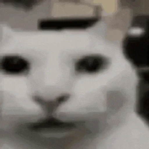 😶 Стикер «Cats memes» для Telegram