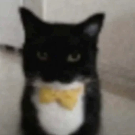 😋 Стикер «Cats memes» для Telegram
