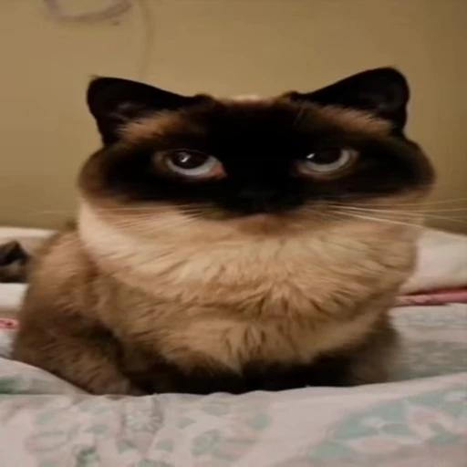 😶 Стикер «Cats memes» для Telegram