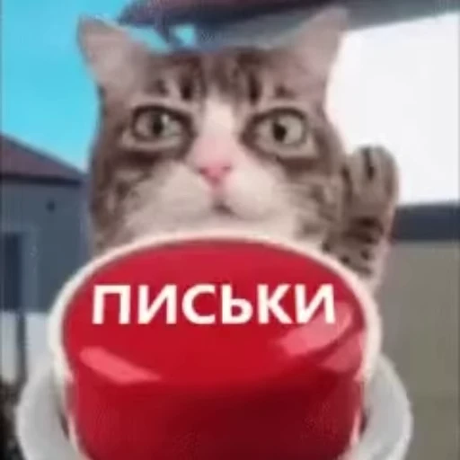 🌟 Стикер «Cats memes» для Telegram