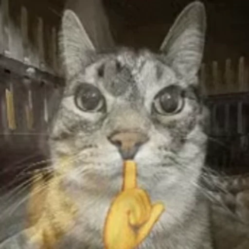 🤫 Стикер «Cats memes» для Telegram