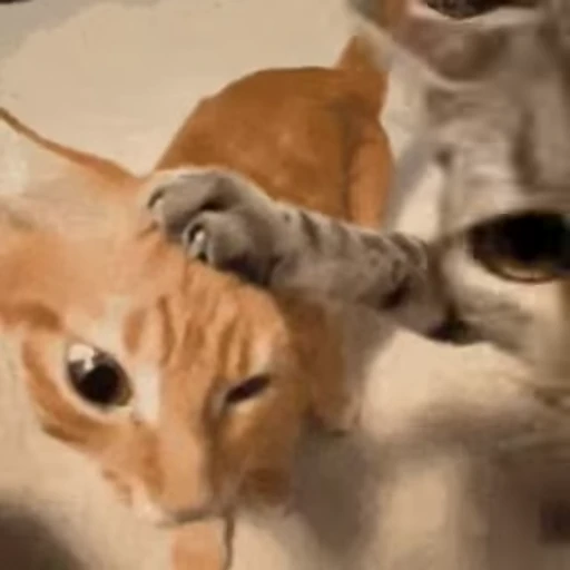 😳 Стикер «Cats memes» для Telegram
