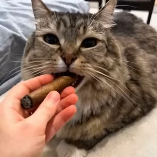 😏 Стикер «Cats memes» для Telegram