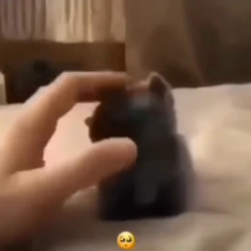 🥺 Стикер «Cats memes» для Telegram