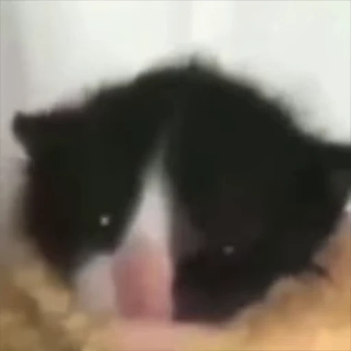 🤓 Стикер «Cats memes» для Telegram