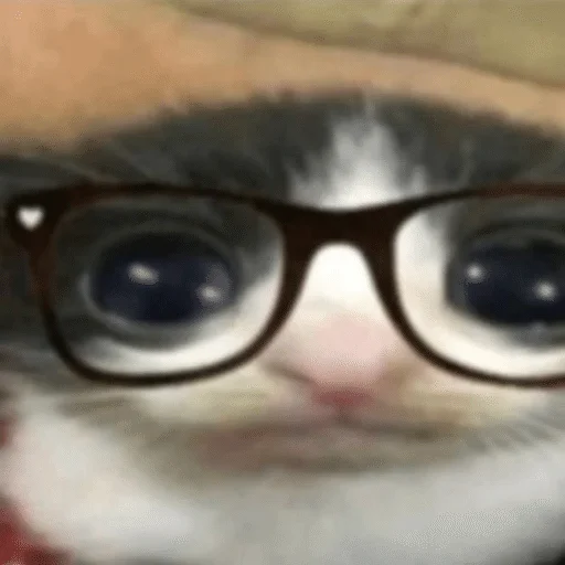 🥸 Стикер «Cats memes» для Telegram