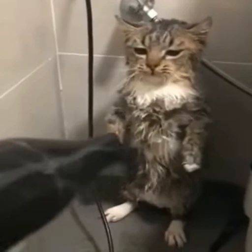 😖 Стикер «Cats memes» для Telegram