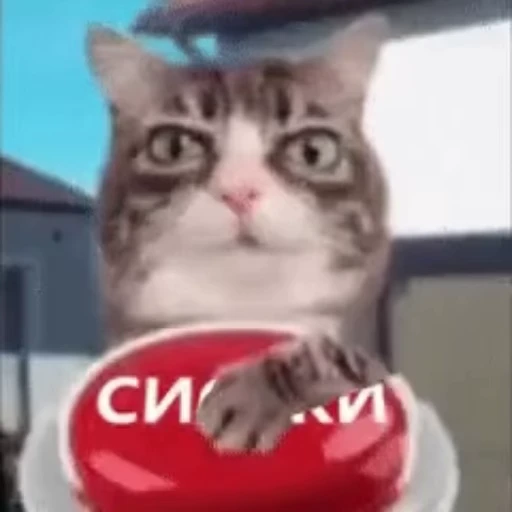 😳 Стикер «Cats memes» для Telegram