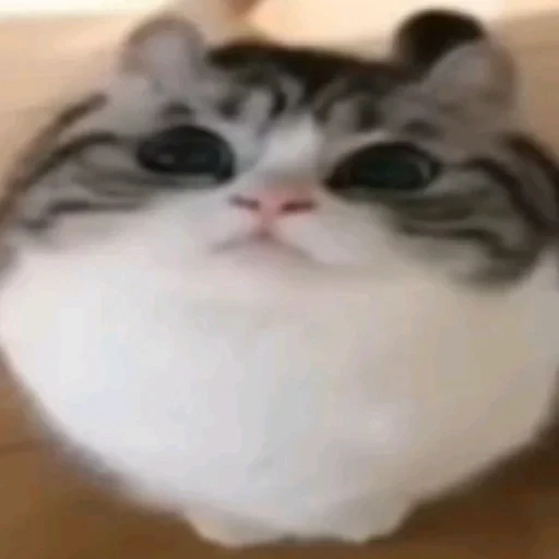 🤓 Стикер «Cats memes» для Telegram