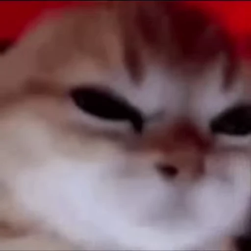 😡 Стикер «Cats memes» для Telegram