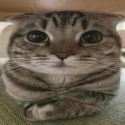 🌟 Стикер «Cats memes» для Telegram