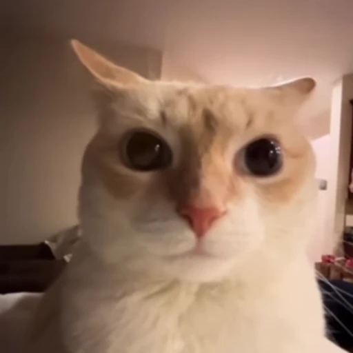 😳 Стикер «Cats memes» для Telegram