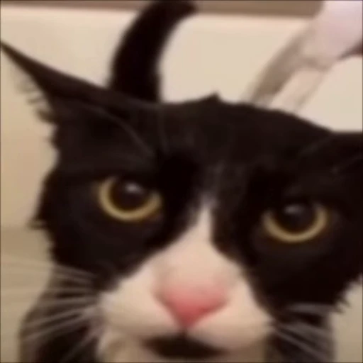 😐 Стикер «Cats memes» для Telegram