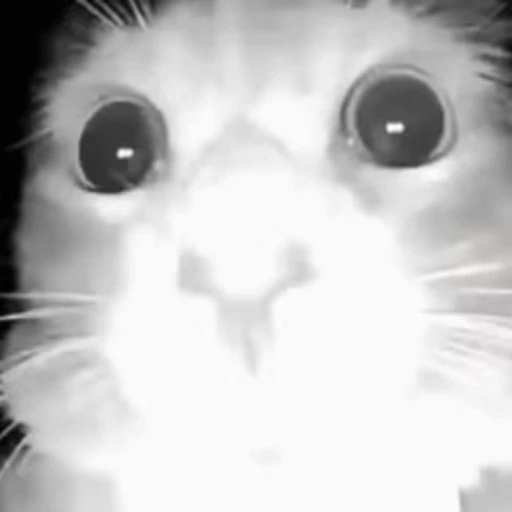 😳 Стикер «Cats memes» для Telegram