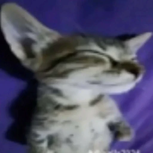 😎 Стикер «Cats memes» для Telegram