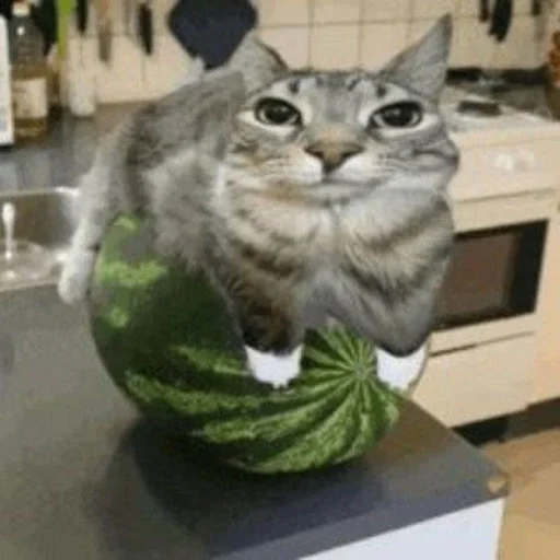 😶 Стикер «Cats memes» для Telegram