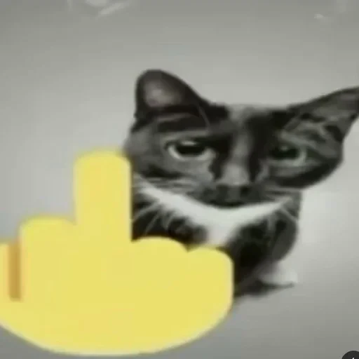 🖕 Стикер «Cats memes» для Telegram