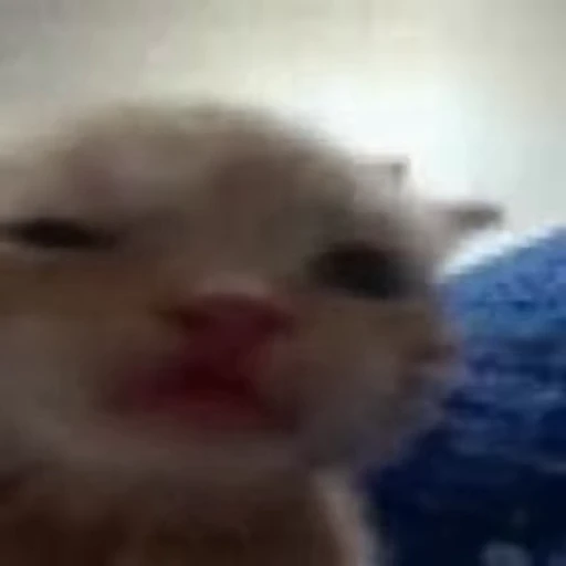 🤨 Стикер «Cats memes» для Telegram