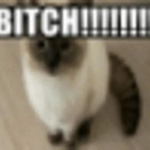 😡 Стикер «Cats memes» для Telegram