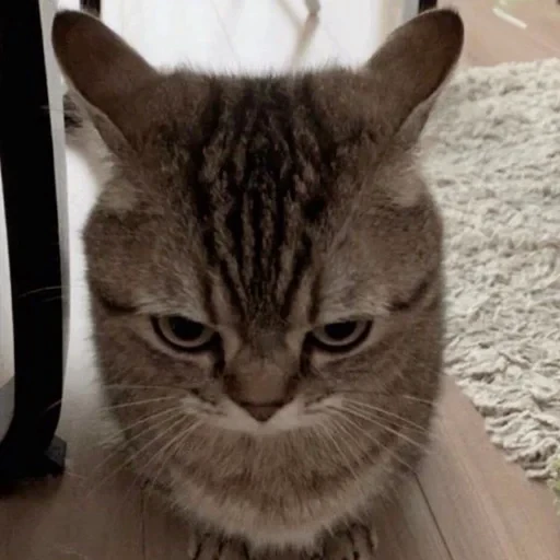 😤 Стикер «Cats memes» для Telegram