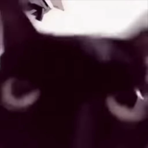 🫠 Стикер «Cats memes» для Telegram