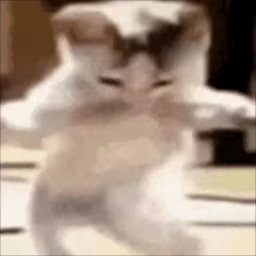 😋 Стикер «Cats memes» для Telegram