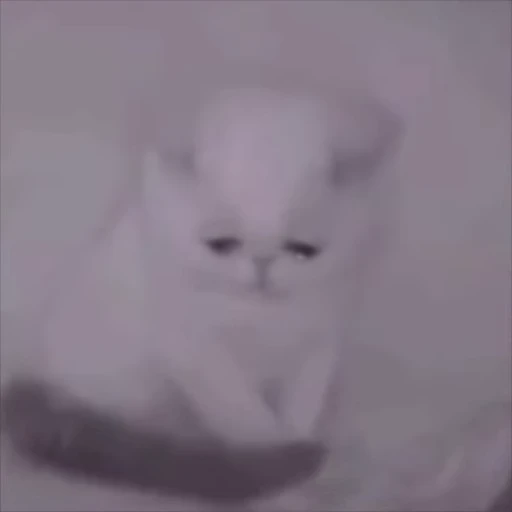 😭 Стикер «Cats memes» для Telegram