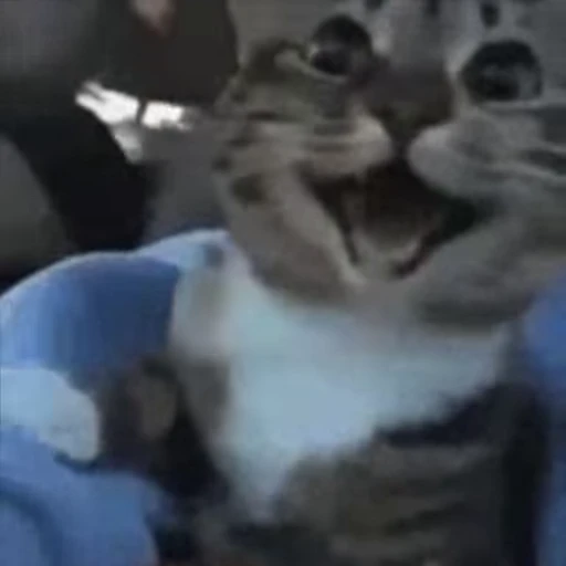 😊 Стикер «Cats memes» для Telegram