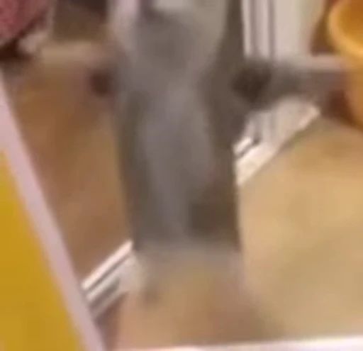 😳 Стикер «Cats memes» для Telegram