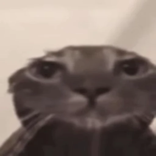 😳 Стикер «Cats memes» для Telegram